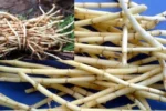 Top Các Cây Thuốc Nam Điều Trị Viêm Cầu Thận Lành Tính, Hiệu Quả