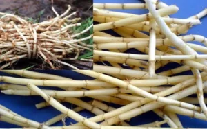 Top Các Cây Thuốc Nam Điều Trị Viêm Cầu Thận Lành Tính, Hiệu Quả