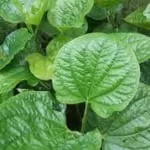 Công dụng lá lốt