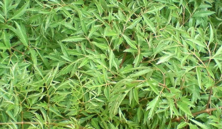 Công dụng đinh lăng