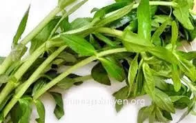 Cơ chế hỗ trợ điều trị sỏi thận của rau om theo Đông y